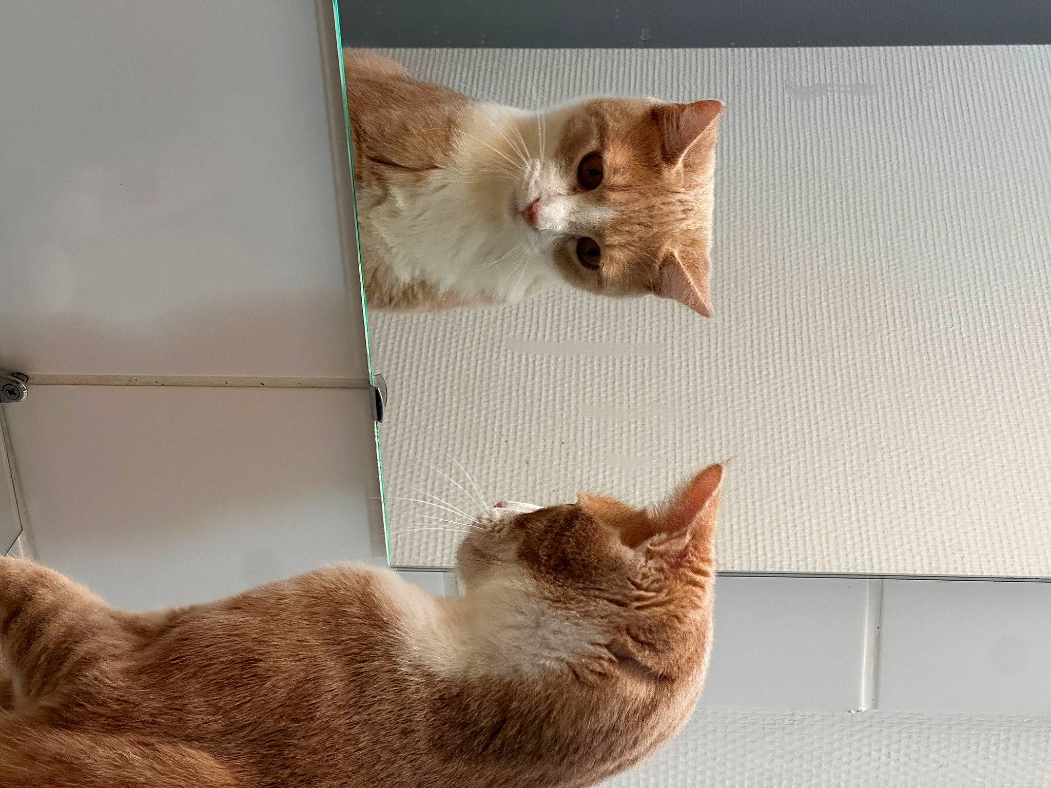 Rio a rejoint le concours — aidez-le/la à gagner de superbes lots ! carnivore, cat, cat_supply, claw, domestic_short_haired_cat, fawn, felidae, fur, mammal, paw, plant, room, small_to_medium_sized_cats, snout, tail, tree, vertebrate, whiskers, window, wood