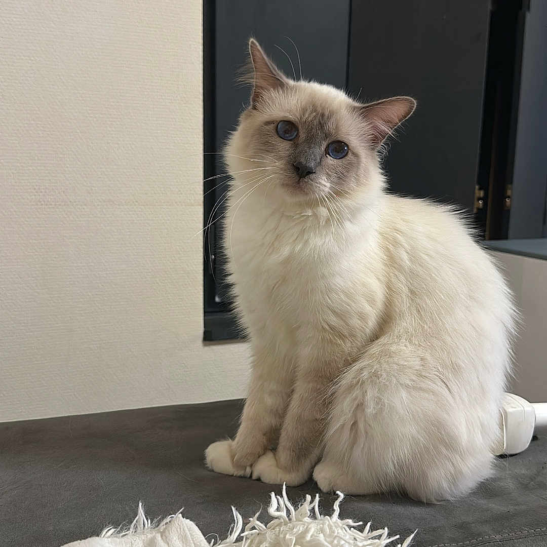 Tokyo participe au concours pour gagner de l'argent avec cette photo : animal, blanket, blue_eyes, cat, comfortable, cozy, curious, cute, domestic_animal, feline, fluffy, fur, home, indoor, pet, portrait, relaxed, sitting, soft, white