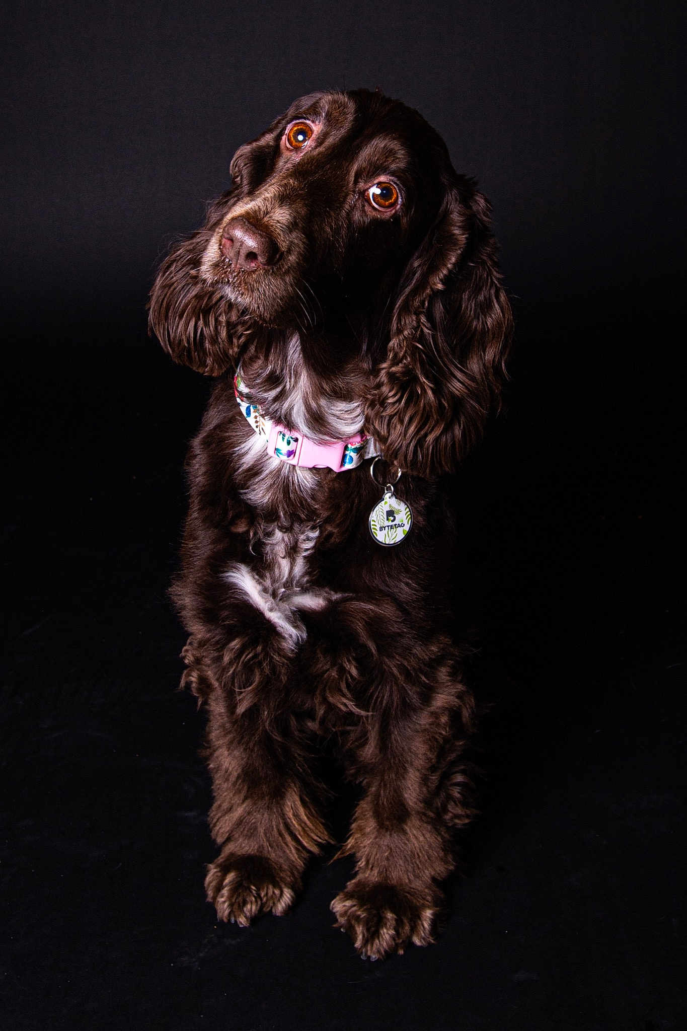 Piper