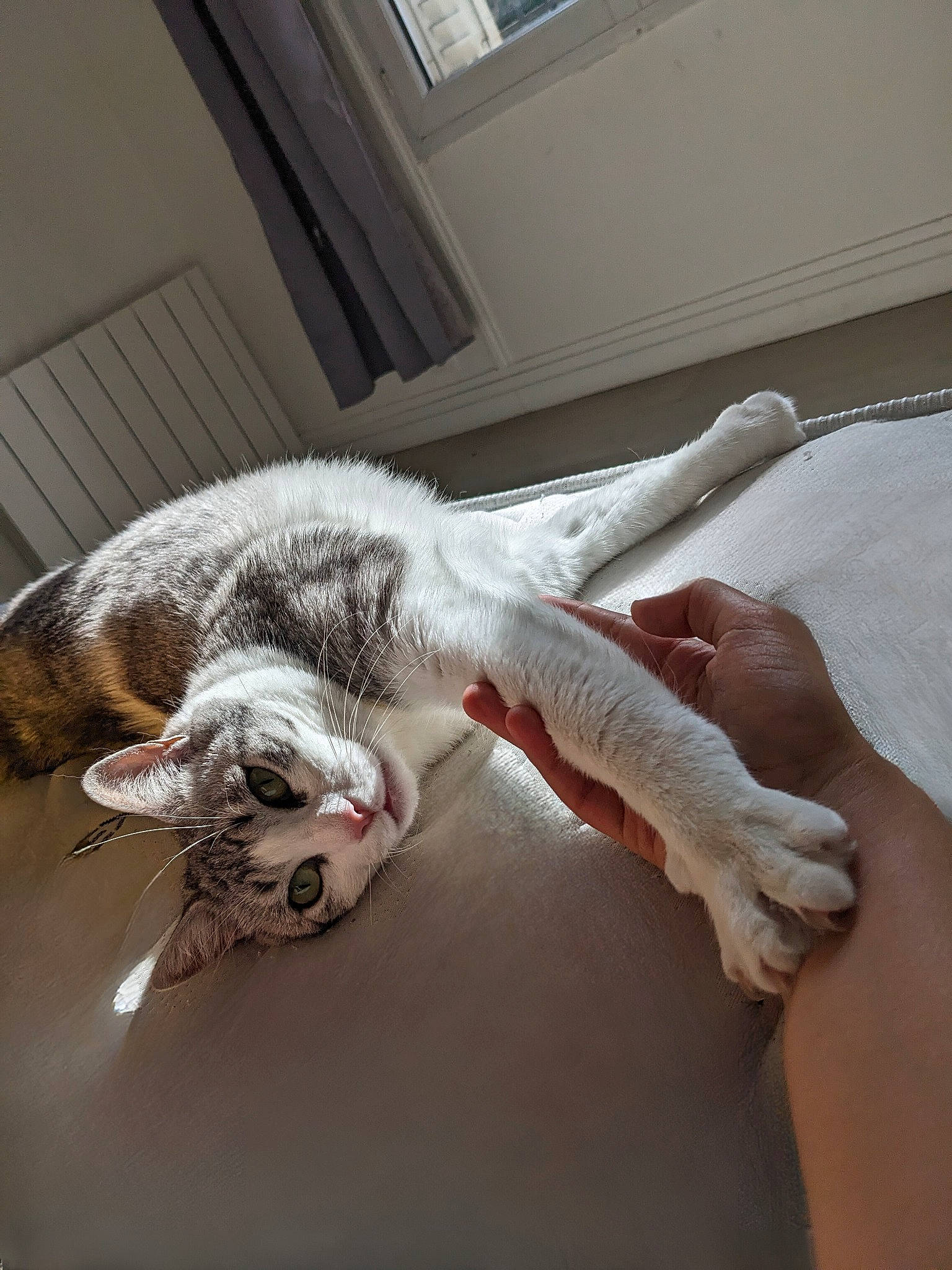 Harry a rejoint le concours — aidez-le/la à gagner de superbes lots ! canidae, carnivore, cat, claw, comfort, couch, domestic_short_haired_cat, fawn, felidae, fur, gesture, linens, nap, paw, room, small_to_medium_sized_cats, sporting_group, tail, whiskers, window