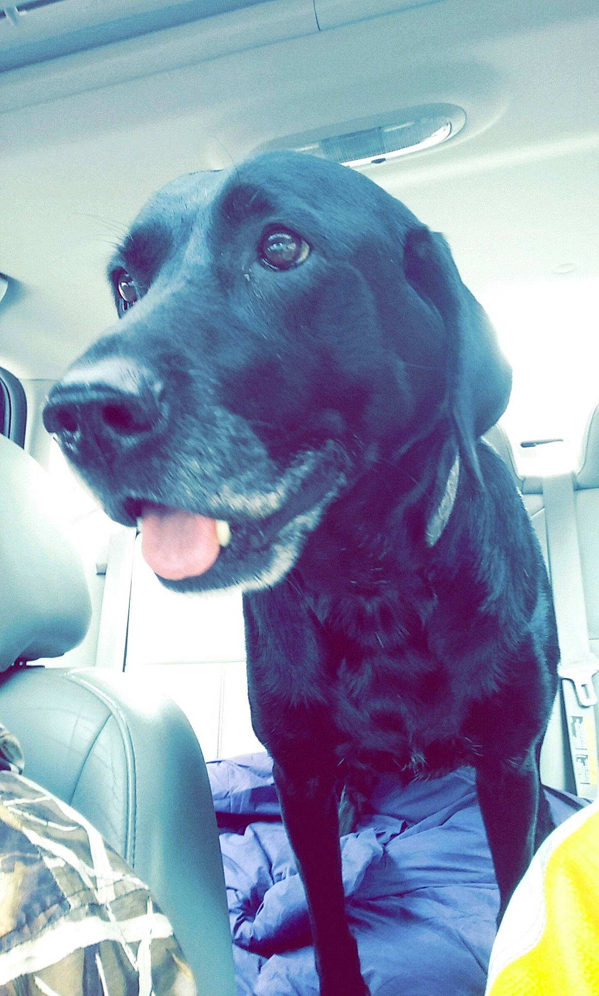 Harley joined the competition — help win amazing prizes! beagador, canidae, carnivore, dog, dog_breed, fawn, labrador_retriever, mammal, pointing_breed, retriever, snout, sporting_group, tail, vertebrate