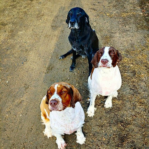 Harley is registered to the contest to win money with this photo: brittany, canidae, carnivore, companion_dog, dog, dog_breed, french_spaniel, hunting_dog, mammal, pachon_navarro, pointing_breed, rare_breed_dog, spaniel, sporting_group, vertebrate