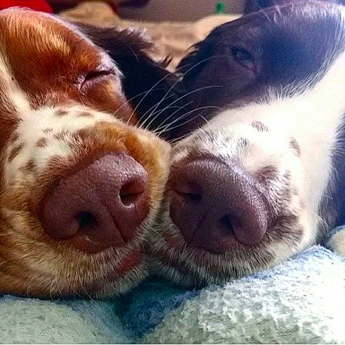 Roxy joined the competition — help win amazing prizes! brittany, canidae, carnivore, companion_dog, dog, dog_breed, german_shorthaired_pointer, hunting_dog, nose, pachon_navarro, pointer, pointing_breed, puppy, puppy_love, retriever, selfie, snout, sporting_group, vizsla