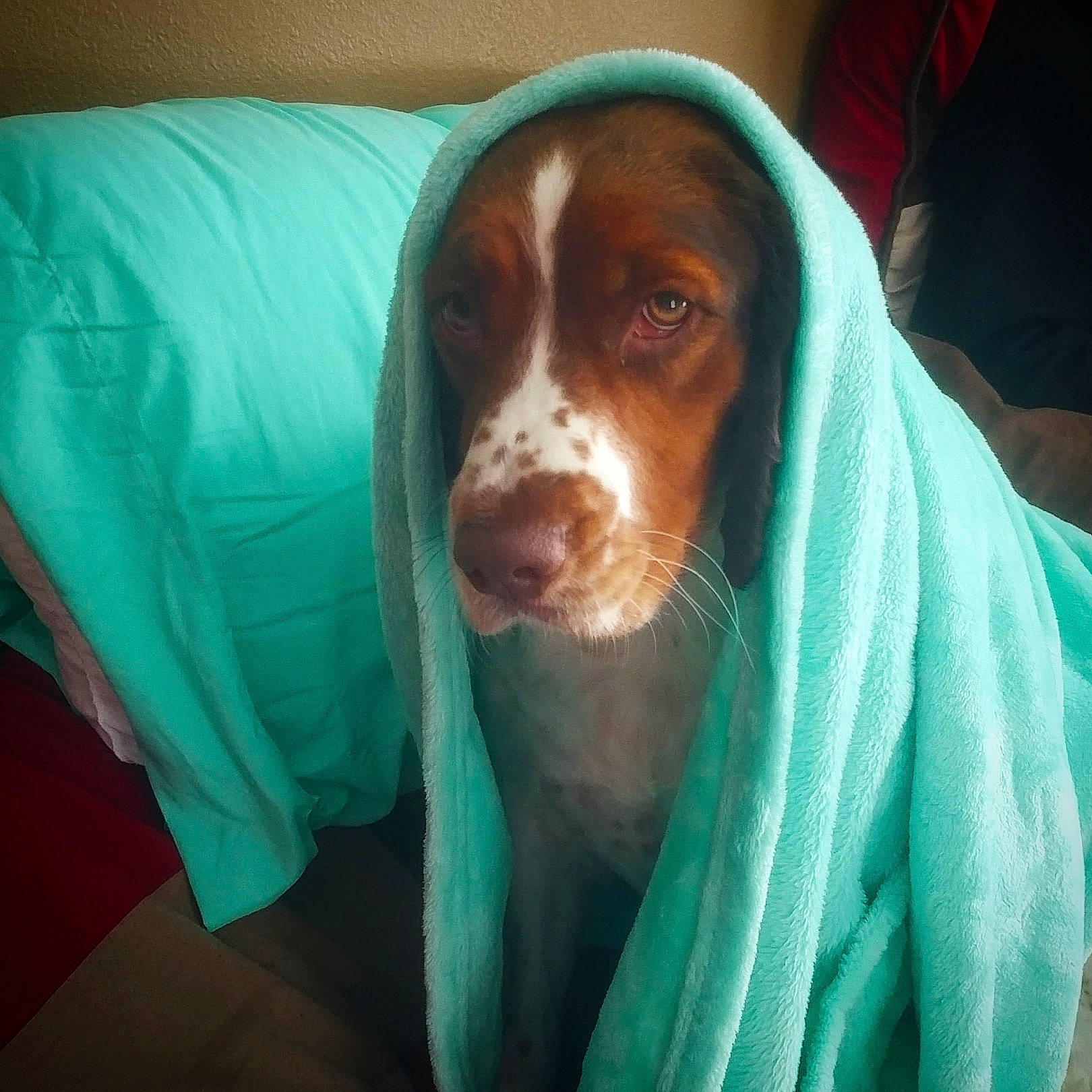 Roxy joined the competition — help win amazing prizes! basset_hound, bracco_italiano, canidae, carnivore, coonhound, dog, dog_breed, ear, english_coonhound, hunting_dog, mammal, nose, pachon_navarro, schweizer_laufhund, snout, sporting_group