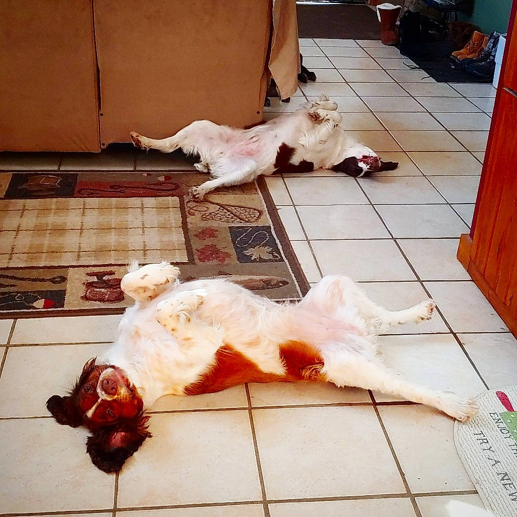 Roxy joined the competition — help win amazing prizes! canidae, carnivore, cat, companion_dog, dog, dog_breed, felidae, floor, flooring, fur, leg, non_sporting_group, small_to_medium_sized_cats, sporting_group, tail, turkish_van