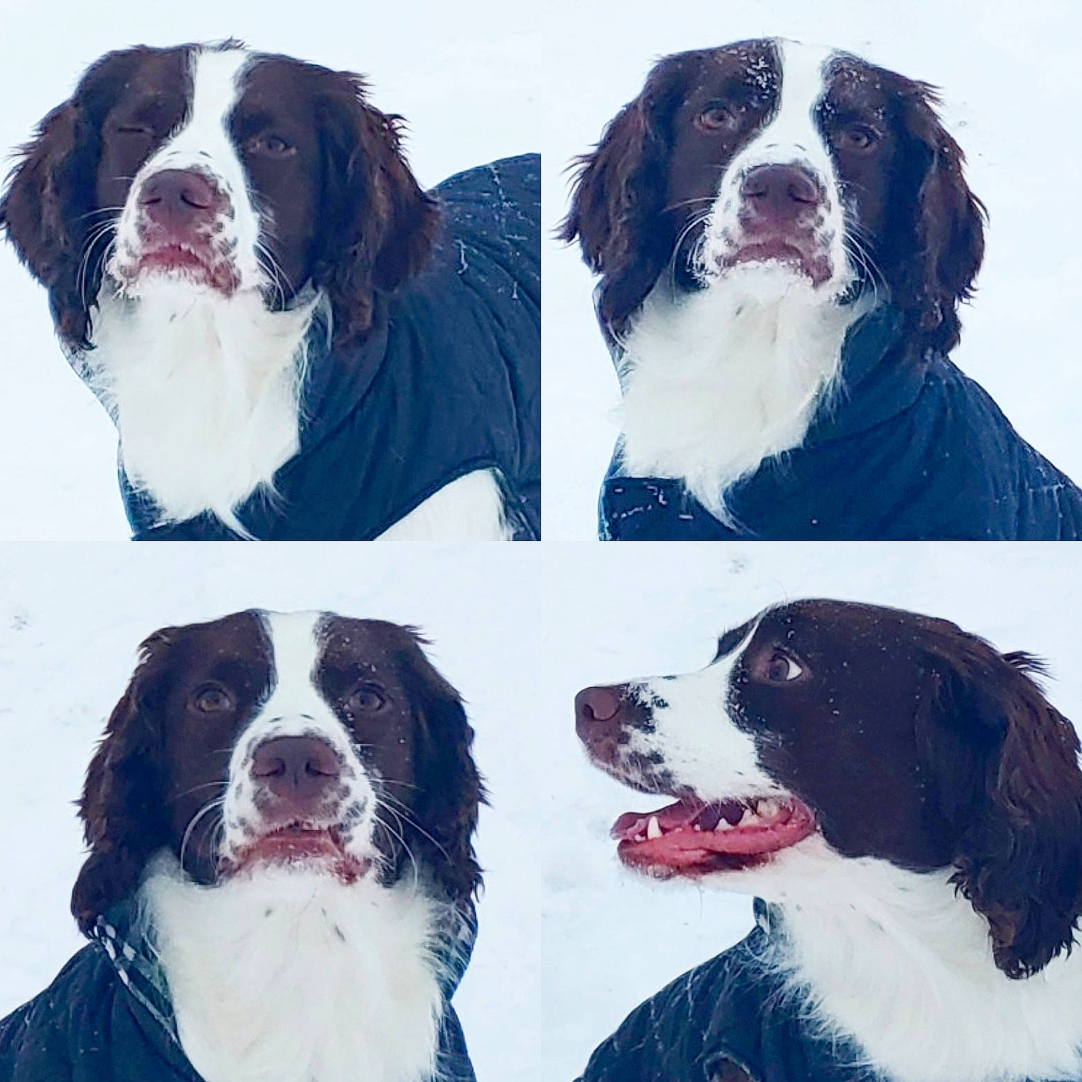 Drake is registered to the contest to win money with this photo: ancient_dog_breeds, bernese_mountain_dog, canidae, carnivore, companion_dog, dog, dog_breed, drentse_patrijshond, english_springer_spaniel, french_spaniel, giant_dog_breed, hunting_dog, landseer, mammal, rare_breed_dog, spaniel, sporting_group, st_bernard, vertebrate, wetterhoun