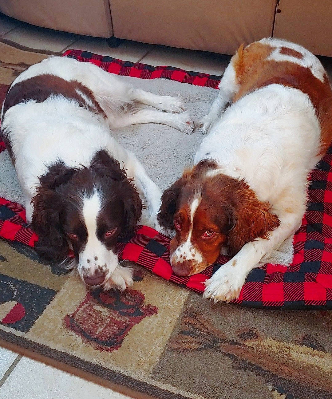 Drake joined the competition — help win amazing prizes! brittany, canidae, carnivore, companion_dog, dog, dog_breed, drentse_patrijshond, english_springer_spaniel, french_spaniel, irish_red_and_white_setter, mammal, rare_breed_dog, spaniel, sporting_group, vertebrate, welsh_springer_spaniel