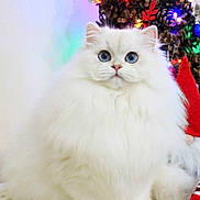 Diamond a rejoint le concours — aidez-le/la à gagner de superbes lots ! cat, fluffy, white_cat, blue_eyes, holiday, christmas, pine_cones, decorations, lights, festive, indoor, pet, cute, feline, portrait, sitting, cozy, winter, adorable, domestic_animal