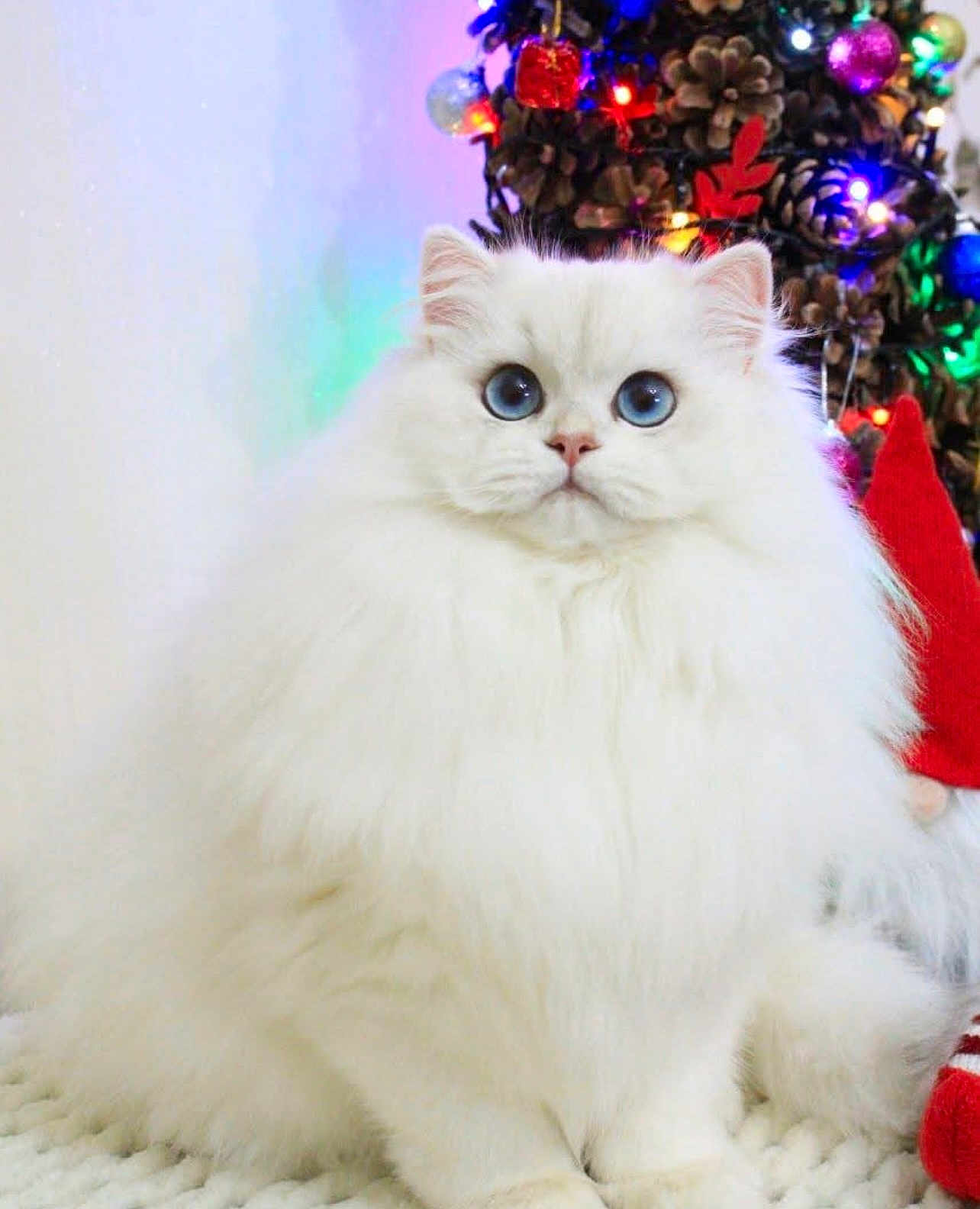 Diamond a rejoint le concours — aidez-le/la à gagner de superbes lots ! cat, fluffy, white_cat, blue_eyes, holiday, christmas, pine_cones, decorations, lights, festive, indoor, pet, cute, feline, portrait, sitting, cozy, winter, adorable, domestic_animal