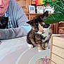 Pêche a rejoint le concours — aidez-le/la à gagner de superbes lots ! kitten, cat, calico, blue_eyes, flower, table, elderly_man, black_cat, indoor, wooden_cabinet, curious, pet, animal, furniture, portrait, domestic, closeup, cute, young_animal, person