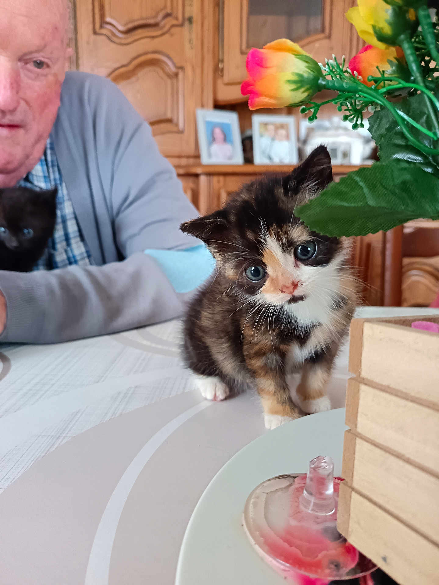 Pêche a rejoint le concours — aidez-le/la à gagner de superbes lots ! kitten, cat, calico, blue_eyes, flower, table, elderly_man, black_cat, indoor, wooden_cabinet, curious, pet, animal, furniture, portrait, domestic, closeup, cute, young_animal, person