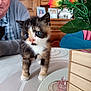 Pêche participe au concours pour gagner de l'argent avec cette photo : kitten, cat, table, flower, vase, elderly_man, person, wooden_furniture, photograph_frames, indoor, curious, cute, pet, animal, domestic, closeup, face, eyes, fur, whiskers