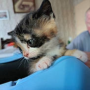 Pêche a rejoint le concours — aidez-le/la à gagner de superbes lots ! kitten, cat, animal, pet, closeup, blue, paw, fur, whiskers, indoor, person, elderly, face, table, curious, blurred_background, home, furniture, soft_light, portrait