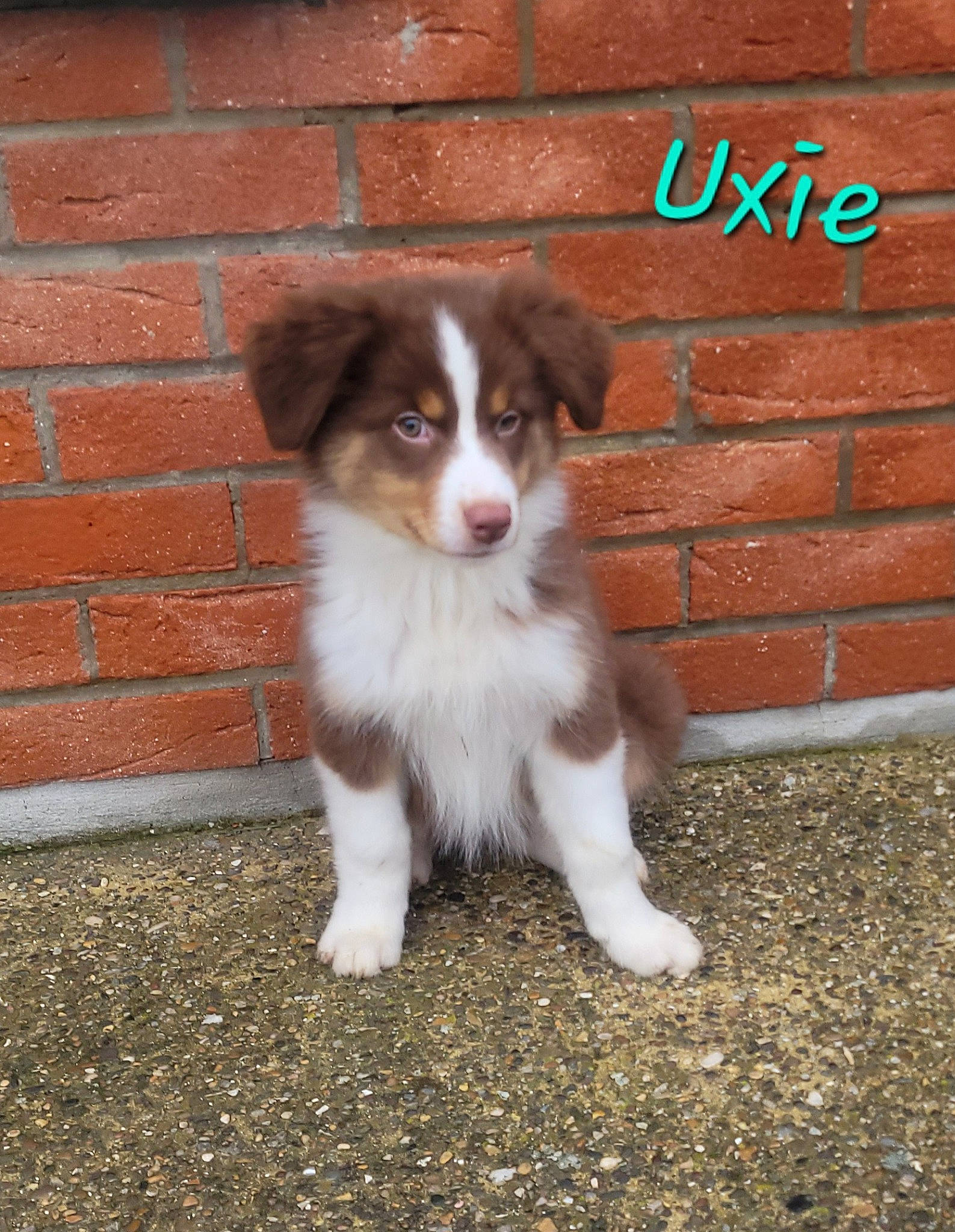 Uxie participe au concours pour gagner de l'argent avec cette photo : ancient_dog_breeds, australian_collie, australian_shepherd, border_collie, brick, brickwork, canidae, carnivore, companion_dog, dog, dog_breed, fur, herding_dog, miniature_australian_shepherd, snout, sporting_group, tail, terrestrial_animal, whiskers, working_dog