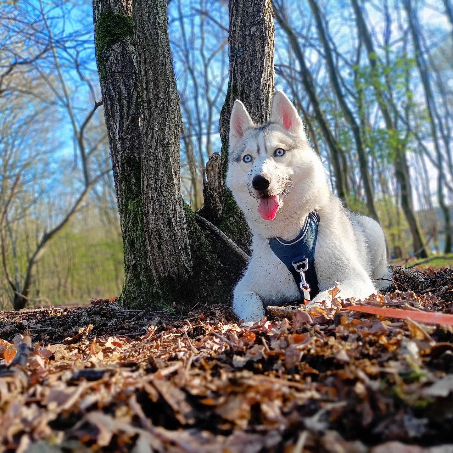 Zazou a rejoint le concours — aidez-le/la à gagner de superbes lots ! animal, autumn, blue_eyes, canine, daytime, dog, forest, fur, happy, husky, leaves, muzzle, nature, outdoor, pet, sunlight, tongue_out, tree_trunk, trees, wilderness
