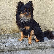 Noopy a rejoint le concours — aidez-le/la à gagner de superbes lots ! animal, black, companion, concrete, cute, dog, ears, fur, muzzle, outdoor, paws, pet, portrait, side_view, sitting, small_dog, tail, tan, texture, wall