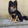 animal, black, companion, concrete, cute, dog, ears, fur, muzzle, outdoor, paws, pet, portrait, side_view, sitting, small_dog, tail, tan, texture, wall
