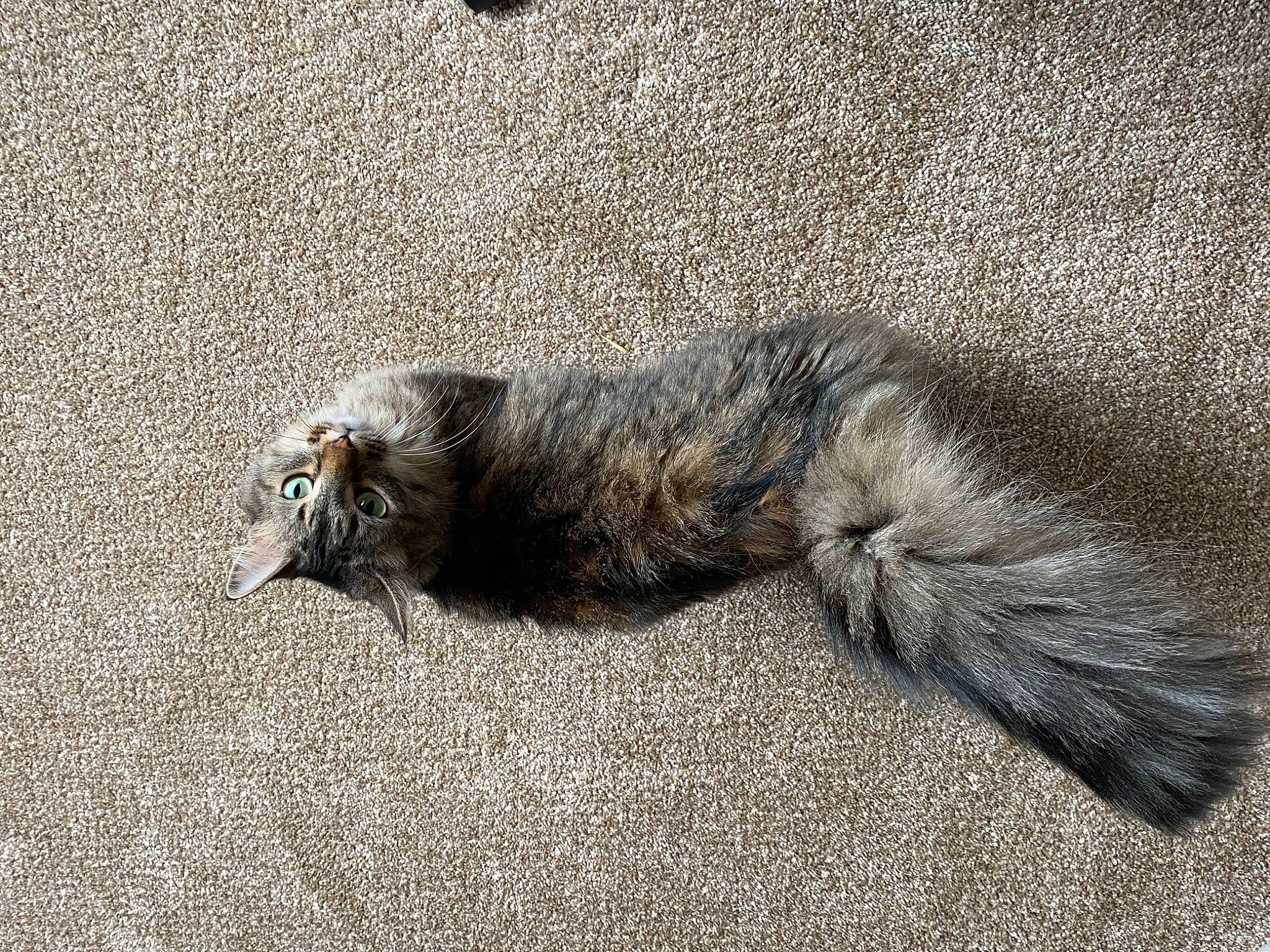 Peyton joined the competition — help win amazing prizes! asphalt, carnivore, cat, cat_toy, claw, comfort, domestic_short_haired_cat, felidae, fur, grey, nap, paw, road_surface, small_to_medium_sized_cats, snout, soil, tail, terrestrial_animal, whiskers, wildlife