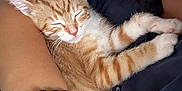 Sullivan joined the competition — help win amazing prizes! arm, bracelet, cat, closeup, clothing, comfort, cuddle, face, fur, human, indoor, kitten, nap, orange_tabby, paw, person, relaxation, sleeping, smile, tshirt
