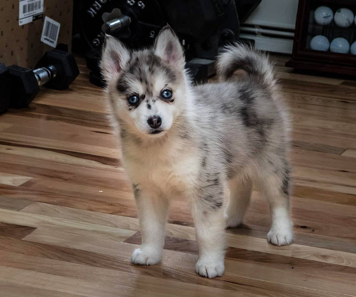 Ponio participe au concours pour gagner de l'argent avec cette photo : alaskan_klee_kai, alaskan_malamute, ancient_dog_breeds, canadian_eskimo_dog, canidae, carnivore, dog, dog_breed, greenland_dog, mammal, miniature_siberian_husky, native_american_indian_dog, puppy, sakhalin_husky, siberian_husky, sled_dog, tamaskan_dog, vertebrate, wolfdog, working_dog