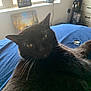 Peeb is registered to the contest to win money with this photo: animal, bed, black_cat, blanket, cat, close_up, cozy, ears, face, feline, furniture, indoor, natural_light, painting, pet, relaxing, tear, whiskers, window, yellow_eyes