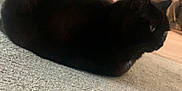 Peeb is registered to the contest to win money with this photo: animal, black_cat, carpet, cat, couch, cozy, decor, domestic, feline, floor, furniture, household, indoor, living_room, loaf, pet, relaxed, resting, side_view, tapestry