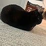 animal, black_cat, carpet, cat, couch, cozy, decor, domestic, feline, floor, furniture, household, indoor, living_room, loaf, pet, relaxed, resting, side_view, tapestry