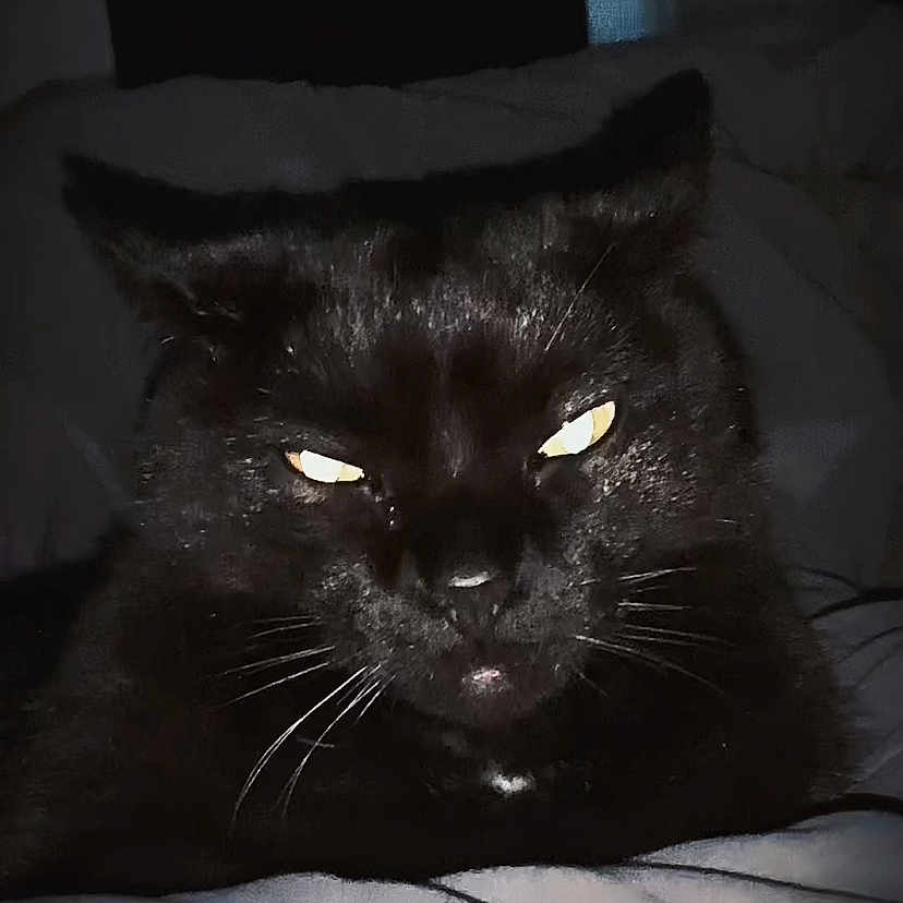 Peeb is registered to the contest to win money with this photo: animal, bed, black_cat, cat, close_up, cute, dark, eyes, face, feline, fur, indoor, mysterious, night, pet, portrait, resting, shadow, sleeping_area, whiskers