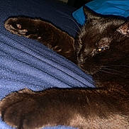 Peeb is registered to the contest to win money with this photo: animal, bed, black_cat, blue_bedspread, cat, closeup, cozy, cute, domestic_cat, feline, fur, indoor, mammal, paw, pet, portrait, relaxed, resting, sleeping, whiskers