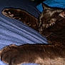 animal, bed, black_cat, blue_bedspread, cat, closeup, cozy, cute, domestic_cat, feline, fur, indoor, mammal, paw, pet, portrait, relaxed, resting, sleeping, whiskers