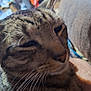 cat, tabby, close_up, whiskers, fur, pet, animal, relaxed, sleepy, indoor, blurred_background, face, mammal, cute, domestic, feline, portrait, soft_focus, household, companion