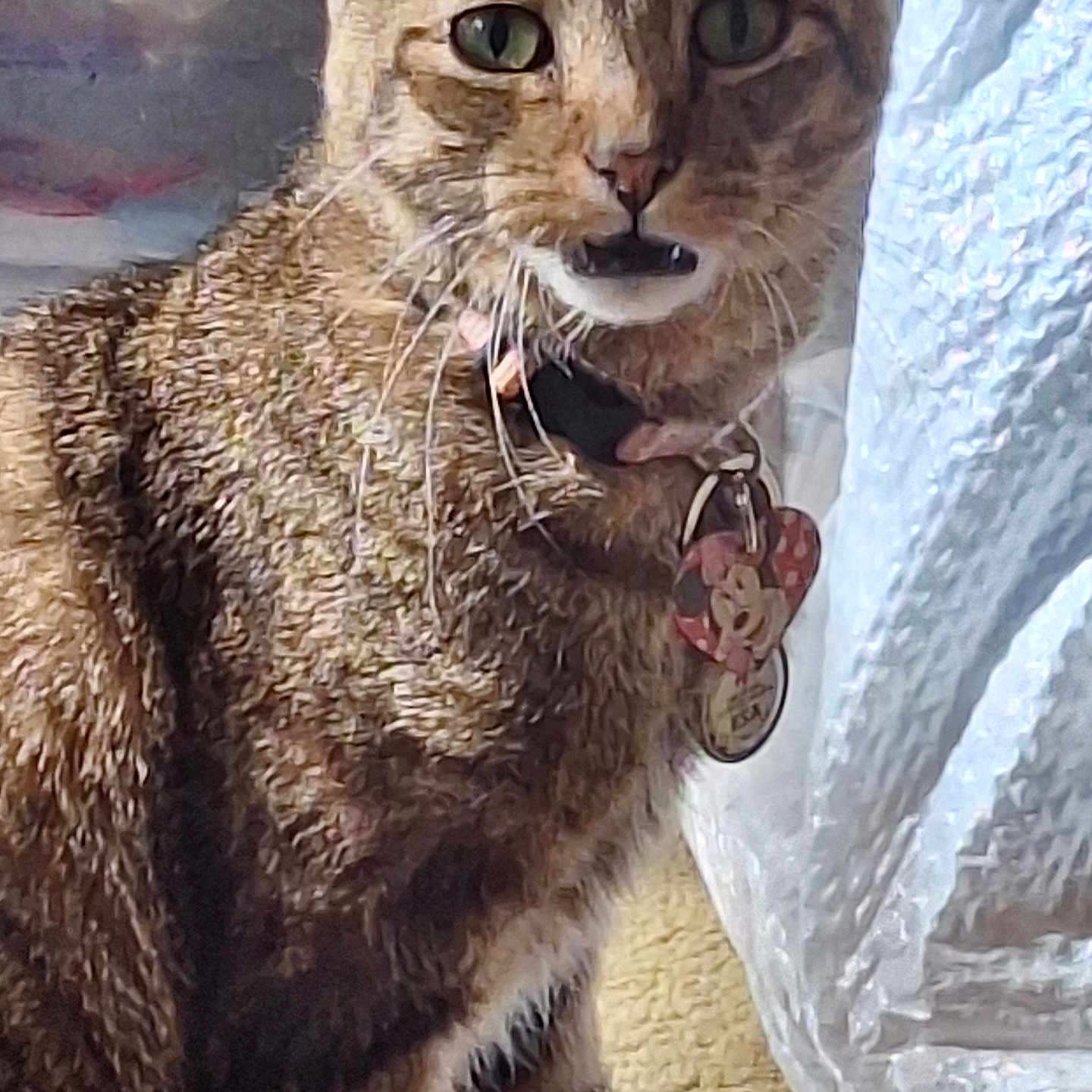 Bella is registered to the contest to win money with this photo: animal, beige, cat, close_up, collar, curious, domestic_cat, fabric, feline, fur, green_eyes, indoor, looking, minnie_mouse, pet_tag, portrait, sitting, tabby_cat, texture, whiskers