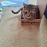 Bella joined the competition — help win amazing prizes! cat, tabby, box, indoor, carpet, pet, animal, kitnipbox, feline, resting, cozy, household, mat, tail, fur, domestic, cute, companion, relaxed, curious