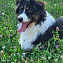 animal, canine, collie, countryside, dog, field, flower, grass, grassland, herbal, herbs, lawn, meadow, nature, outdoors, pet, plant, puppy, tree, vegetation