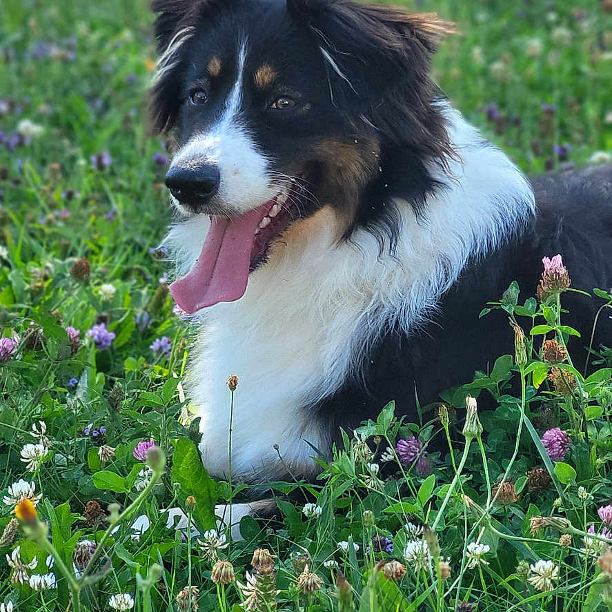 Uma a rejoint le concours — aidez-le/la à gagner de superbes lots ! animal, canine, collie, countryside, dog, field, flower, grass, grassland, herbal, herbs, lawn, meadow, nature, outdoors, pet, plant, puppy, tree, vegetation