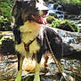 animal, canine, creek, dog, grass, grove, jungle, land, nature, outdoors, pet, plant, puppy, rainforest, rock, stream, tree, vegetation, water, woodland