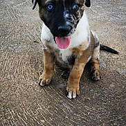 Seiko participe au concours pour gagner de l'argent avec cette photo : puppy, dog, brindle, sitting, tongue_out, blue_eyes, floppy_ears, pet, animal, canine, portrait, outdoor, patio, concrete, backyard, happy, cute, playful, short_fur, photography