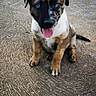puppy, dog, brindle, sitting, tongue_out, blue_eyes, floppy_ears, pet, animal, canine, portrait, outdoor, patio, concrete, backyard, happy, cute, playful, short_fur, photography