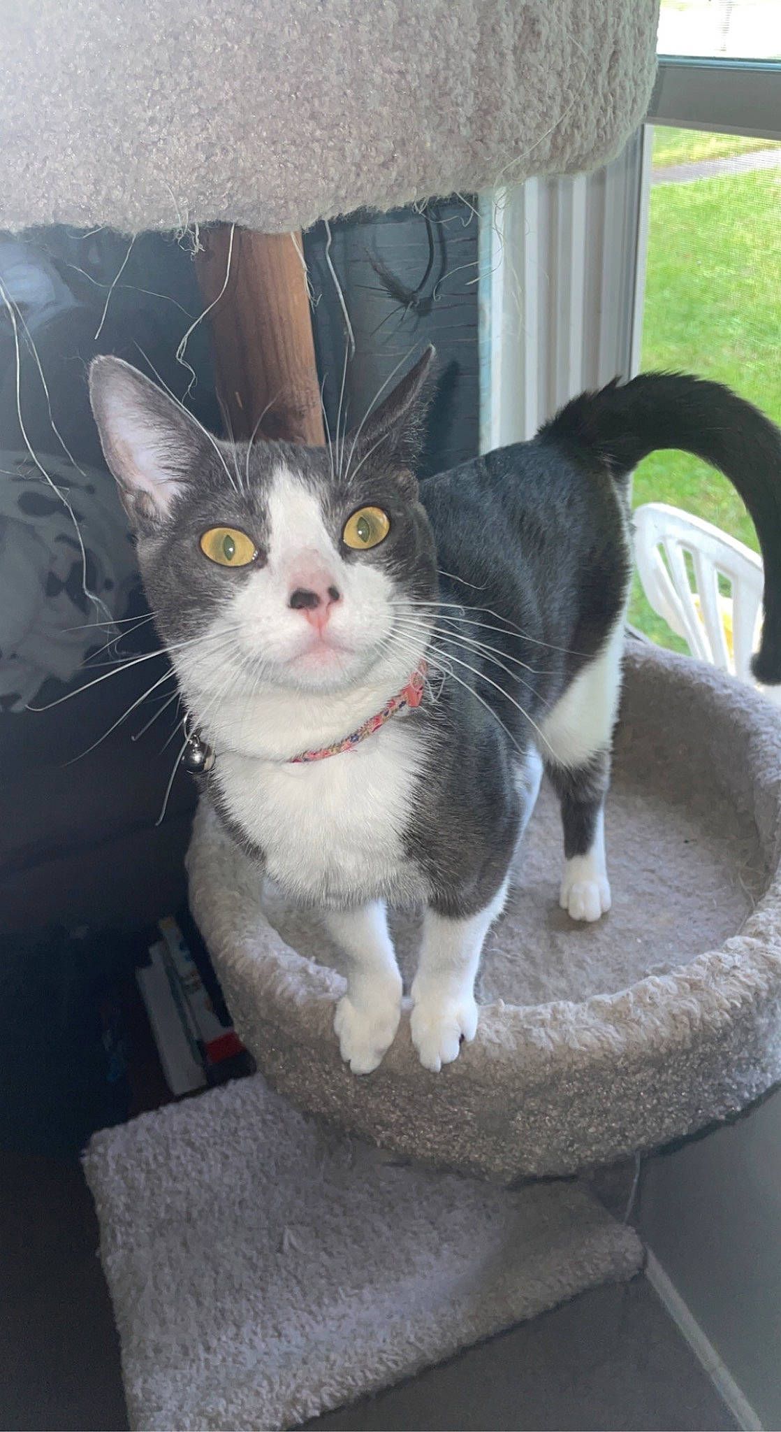 Ariel joined the competition — help win amazing prizes! carnivore, cat, claw, domestic_short_haired_cat, eye, felidae, fur, grass, paw, sitting, small_to_medium_sized_cats, snout, tail, tree, whiskers