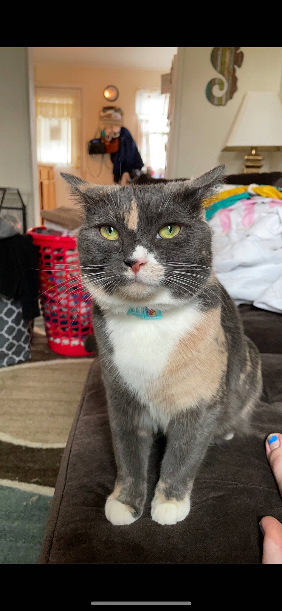 Dory is registered to the contest to win money with this photo: box, carnivore, cat, domestic_short_haired_cat, felidae, flooring, fur, grey, paw, small_to_medium_sized_cats, tail, whiskers, window
