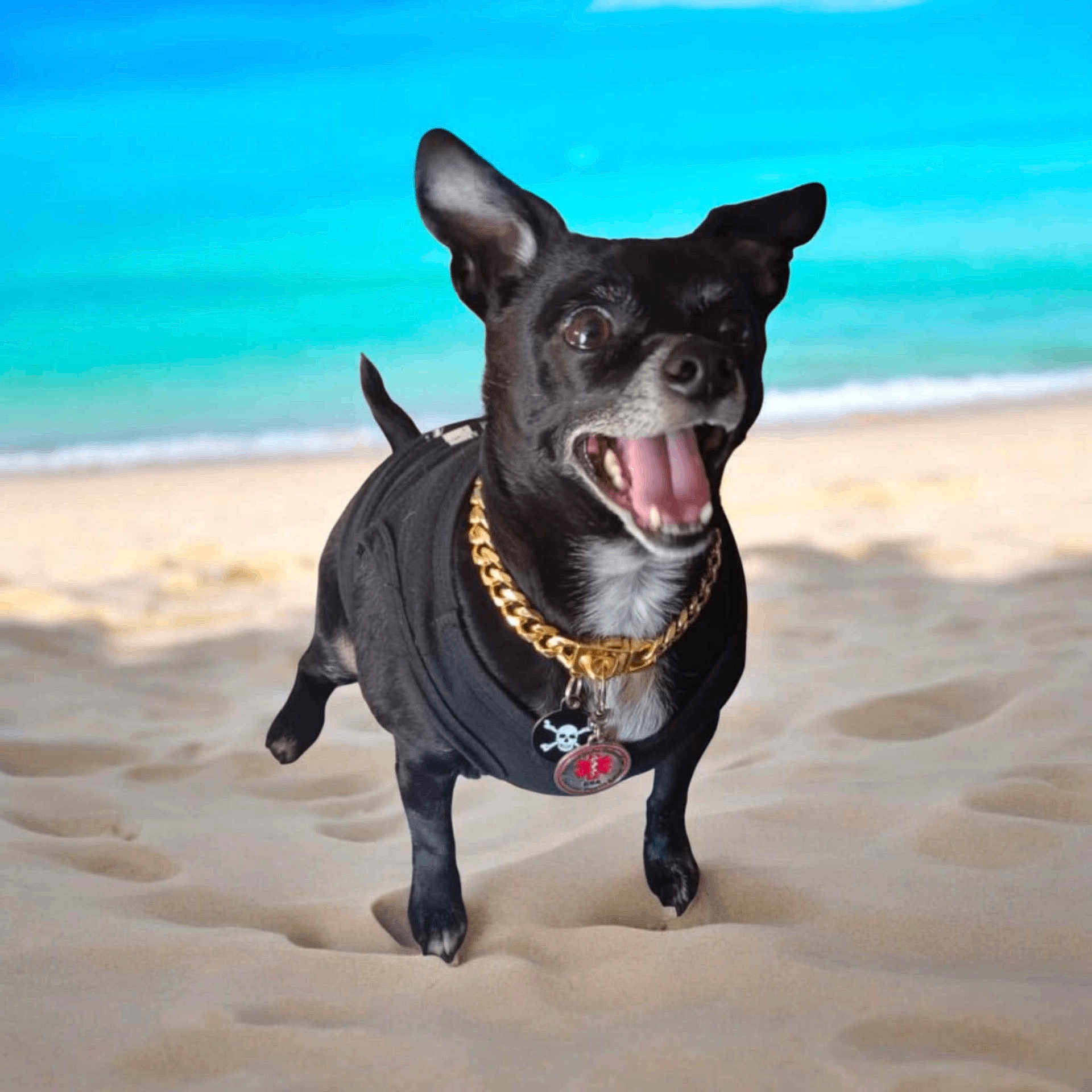 Bailey is registered to the contest to win money with this photo: accessories, animal, beach, canine, coast, dog, face, head, jewelry, nature, necklace, outdoors, person, pet, photography, portrait, puppy, sea, shoreline, water