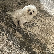 Aspen Burns is registered to the contest to win money with this photo: animal, bison, canine, cockerspaniel, dog, eskimodog, hound, leash, papillon, pet, poodle, puppy, rock, slate, terrier, white, whitedog
