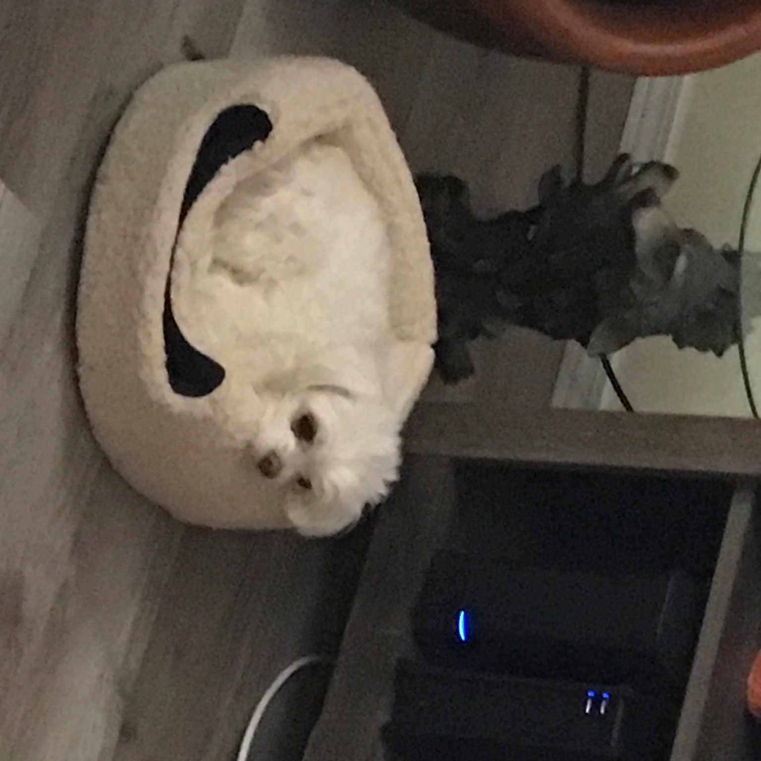 Aspen is registered to the contest to win money with this photo: bone, carnivore, cat, comfort, companion_dog, dog_breed, felidae, fur, houseplant, monochrome, monochrome_photography, room, small_to_medium_sized_cats, snout, stuffed_toy, tail, toy, visual_arts, whiskers, wood