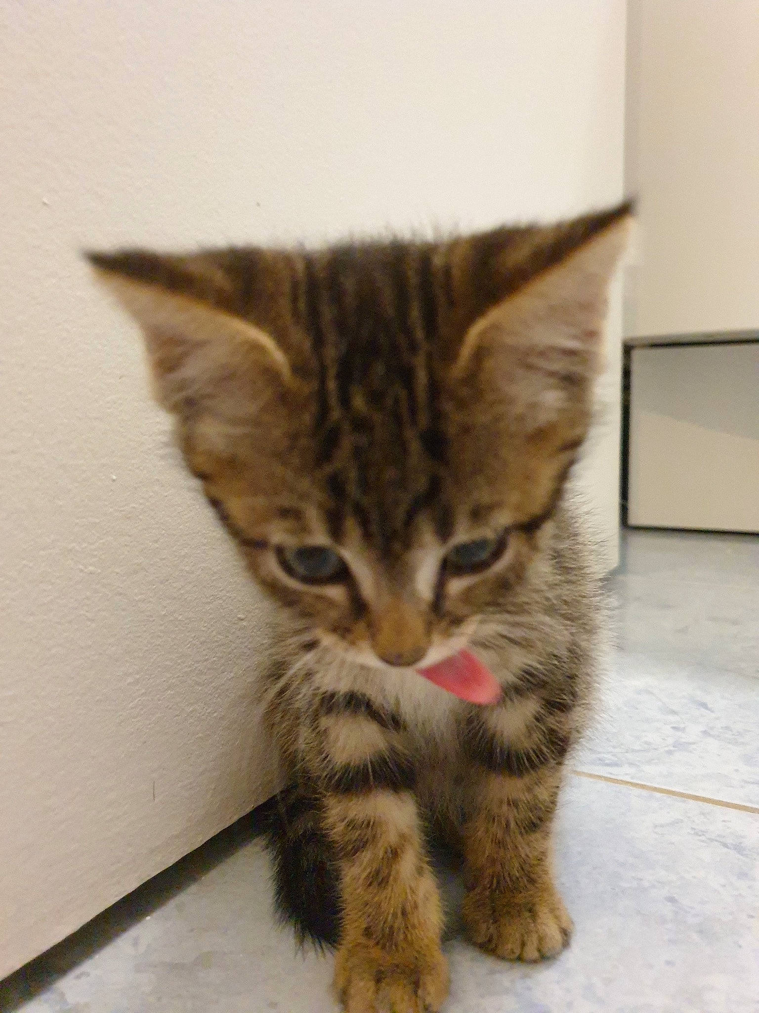 Nina a rejoint le concours — aidez-le/la à gagner de superbes lots ! american_shorthair, asian, california_spangled, carnivore, cat, domestic_short_haired_cat, dragon_li, european_shorthair, felidae, fur, kitten, mammal, nose, pixie_bob, small_to_medium_sized_cats, snout, tabby_cat, toyger, vertebrate, whiskers