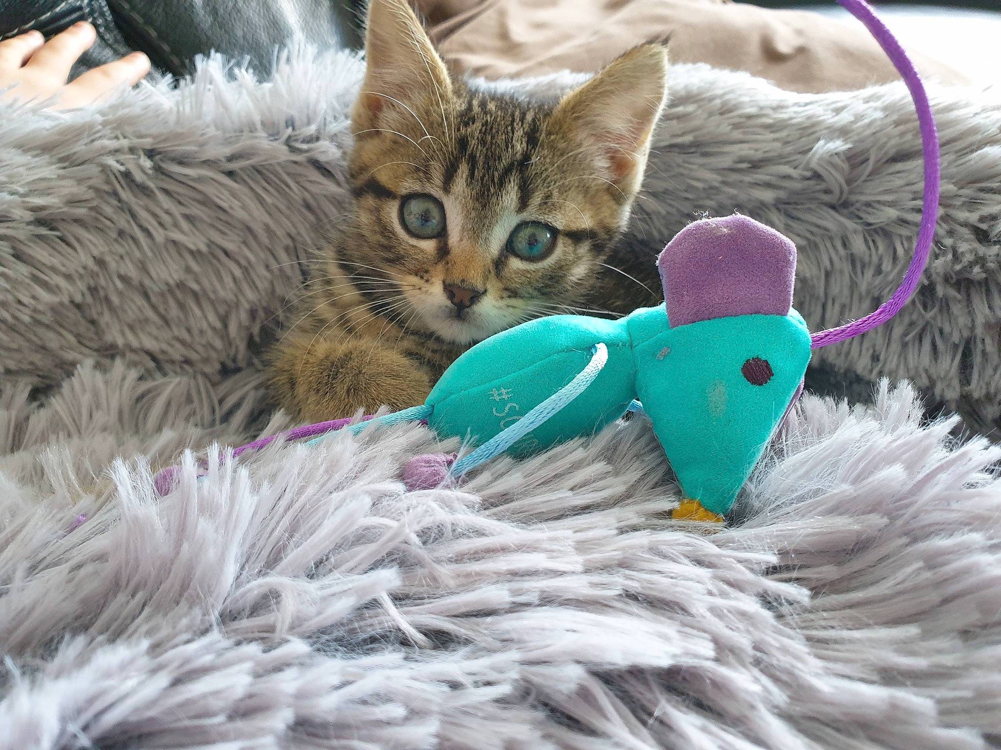 Nina participe au concours pour gagner de l'argent avec cette photo : bengal, carnivore, cat, cat_supply, cat_toy, fawn, feather, felidae, fur, kitten, pixie_bob, play, small_to_medium_sized_cats, tabby_cat, tail, thread, whiskers