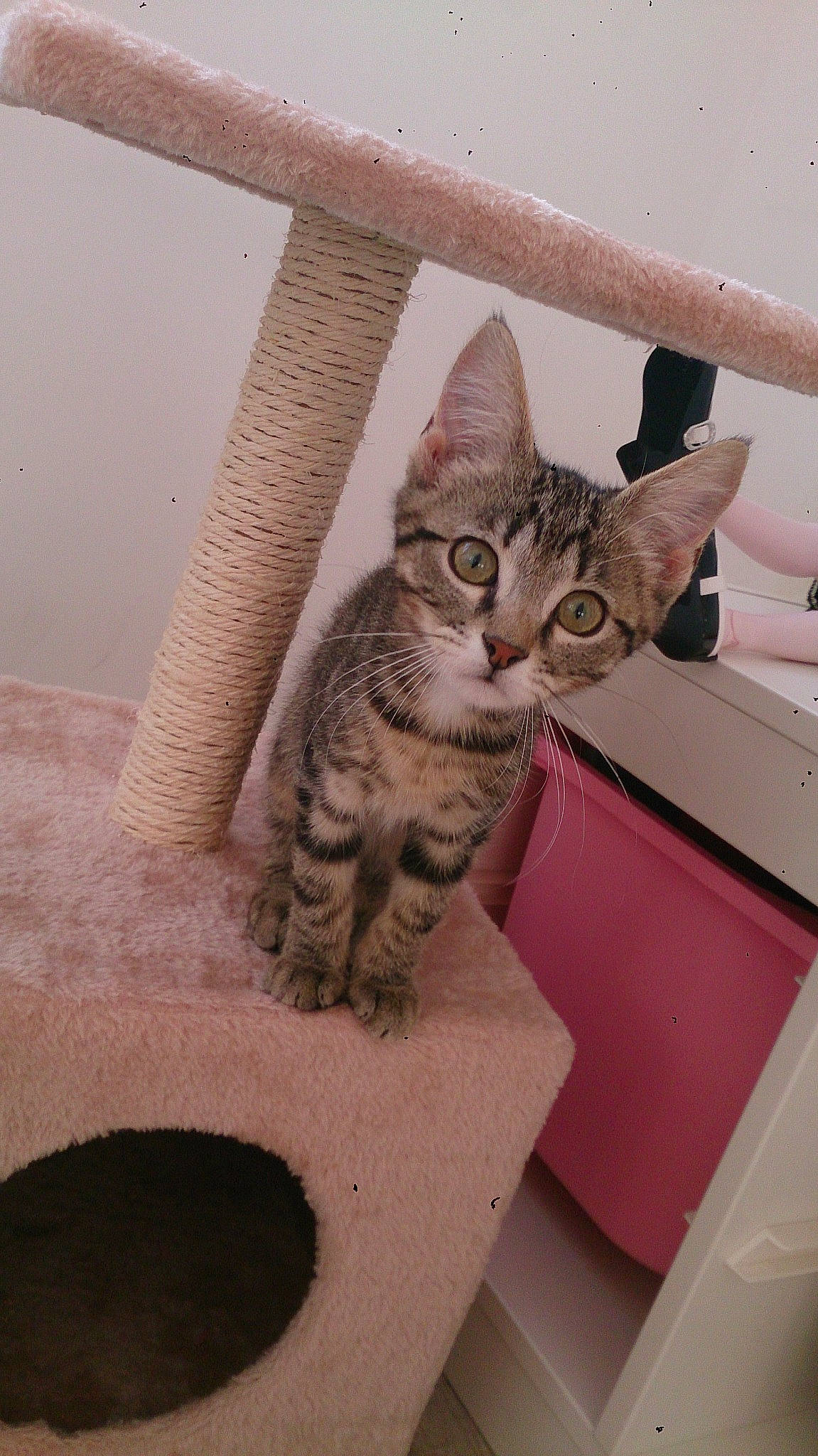 Nina participe au concours pour gagner de l'argent avec cette photo : aegean_cat, american_shorthair, asian, australian_mist, bengal, california_spangled, carnivore, cat, domestic_short_haired_cat, dragon_li, egyptian_mau, european_shorthair, felidae, kitten, mammal, ocicat, small_to_medium_sized_cats, tabby_cat, whiskers