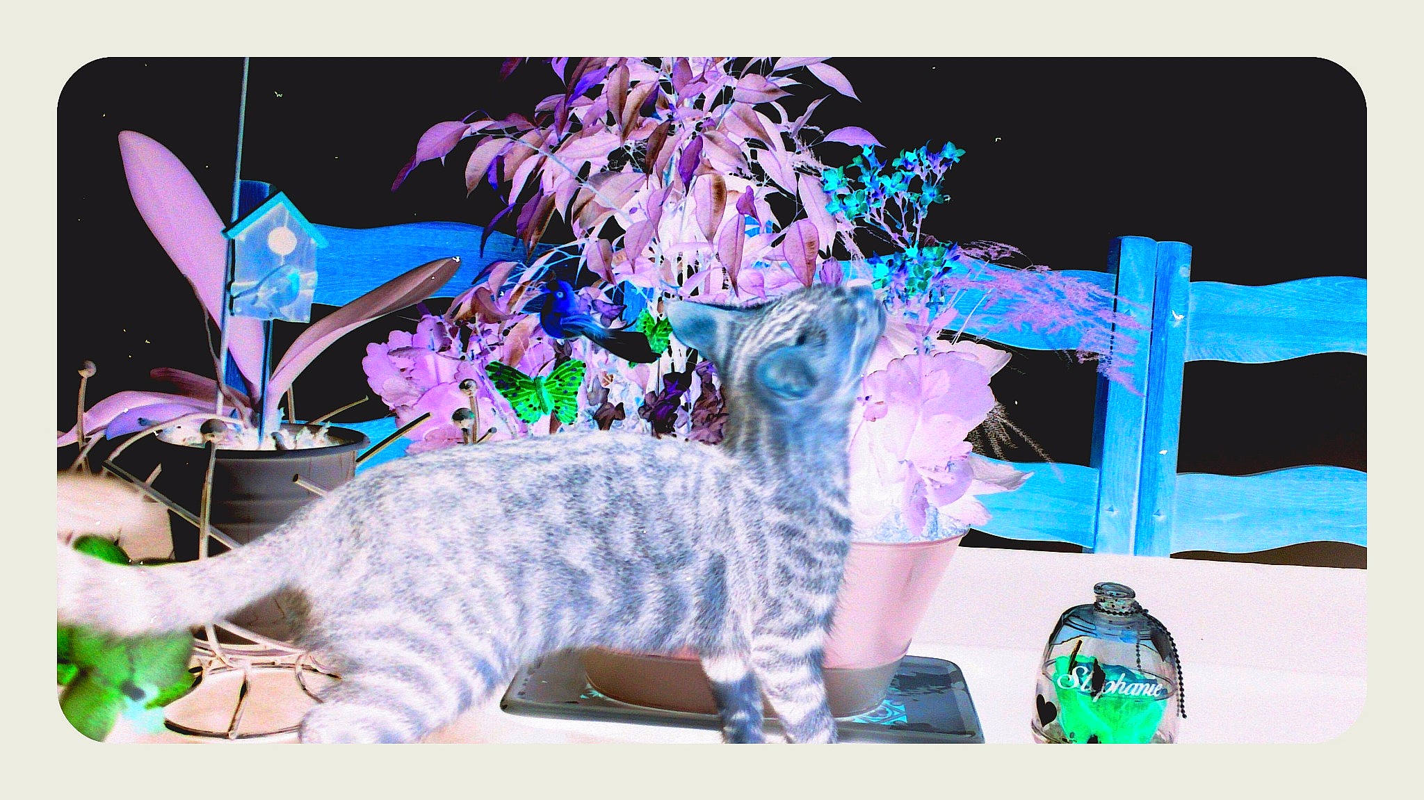 Luna participe au concours pour gagner de l'argent avec cette photo : cat, felidae, fictional_character, plant, tail