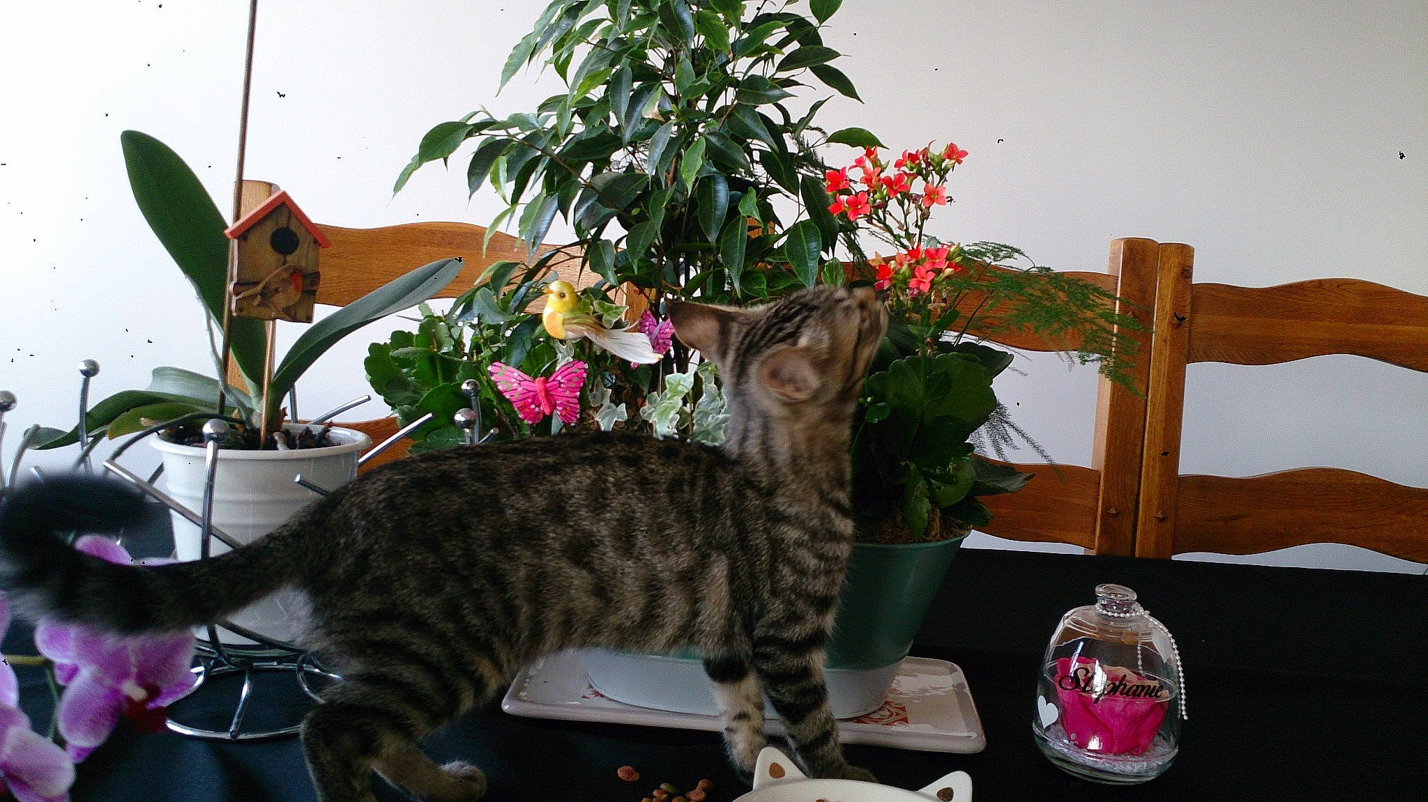 Nico participe au concours pour gagner de l'argent avec cette photo : american_shorthair, bengal, carnivore, cat, domestic_short_haired_cat, dragon_li, european_shorthair, felidae, flower, houseplant, ocicat, plant, small_to_medium_sized_cats, tabby_cat, toyger, whiskers