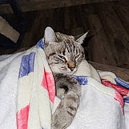 Mini Pearl is registered to the contest to win money with this photo: cat, blanket, cozy, sleepy, fur, indoor, pet, animal, tabby, resting, comfort, warm, snuggled, cute, domestic, mammal, paw, relaxing, home, soft