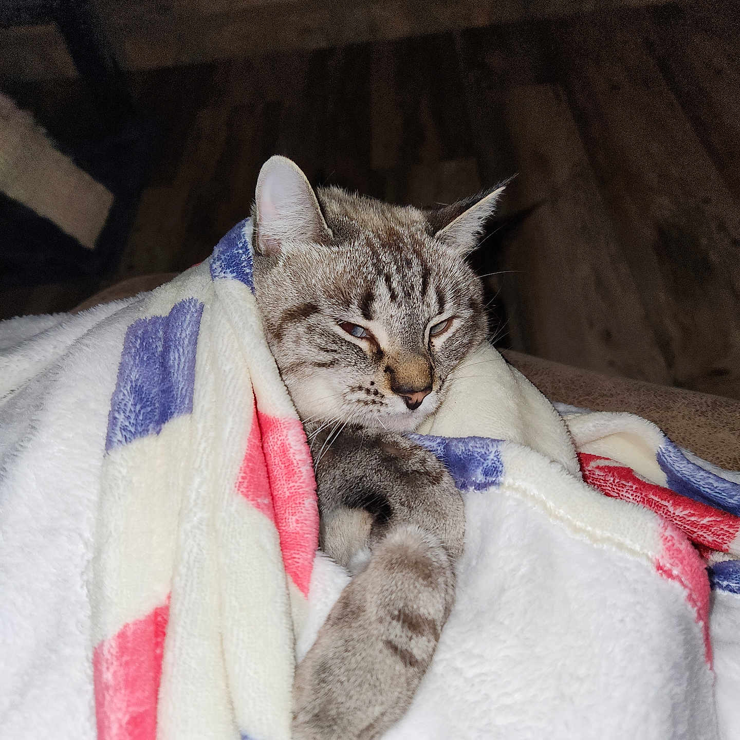 Mini Pearl is registered to the contest to win money with this photo: animal, blanket, cat, comfort, cozy, cute, domestic, fur, home, indoor, mammal, paw, pet, relaxing, resting, sleepy, snuggled, soft, tabby, warm